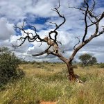 Due dei ghepardi ospiti del santuario